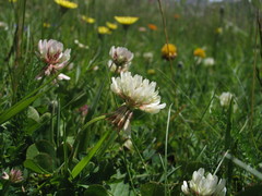 Trifolium pallescens