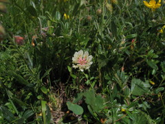 Trifolium pallescens