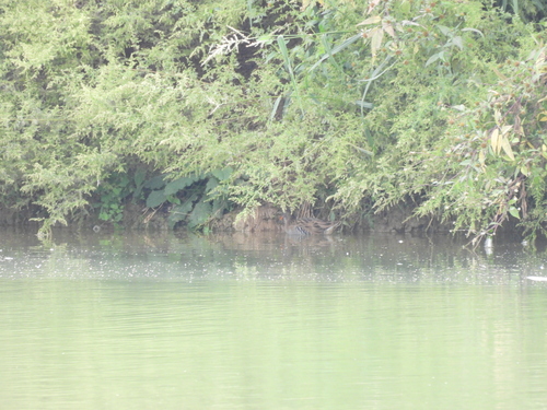 Water Rail