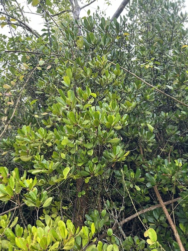 Ceriops australis observed 2026-09-28