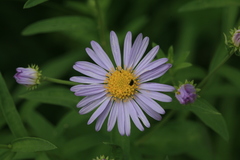 Aster pekinensis