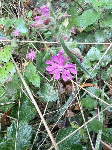 red campion
