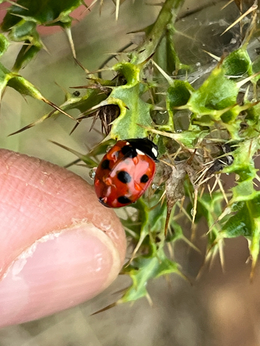 Seven-spotted Lady Beetle