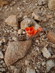 Calochortus kennedyi