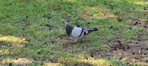 Feral Pigeon