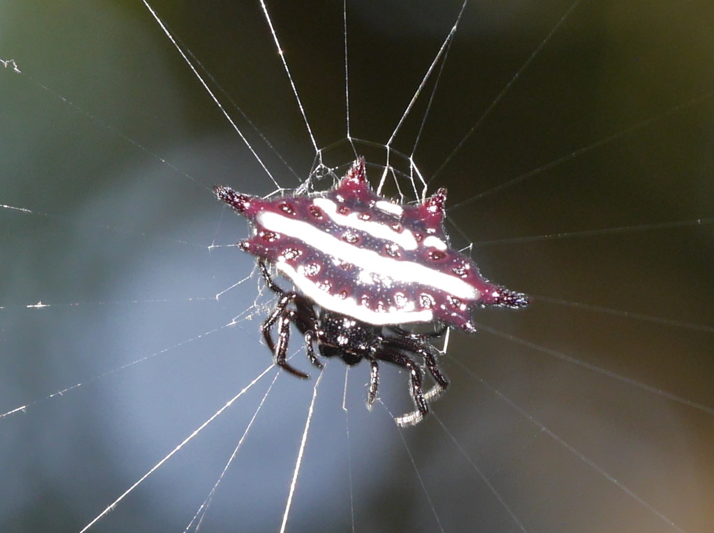 Doria's Spiny Spider