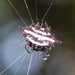 Doria's Spiny Spider - Photo (c) Matt Muir, some rights reserved (CC BY), uploaded by Matt Muir