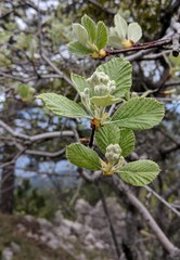 Aria umbellata