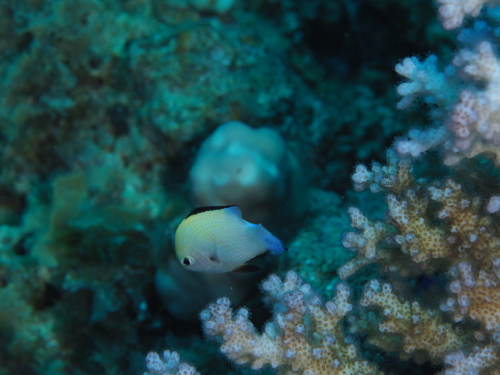 Dascyllus marginatus observed 2026-09-22
