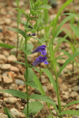 Scutellaria krasevii
