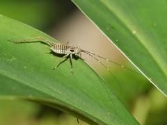 Nisitrus