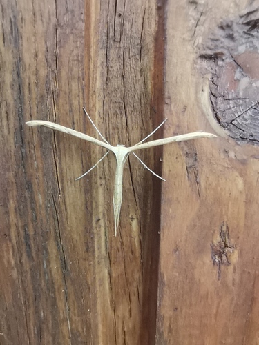 Morning-glory Plume Moth