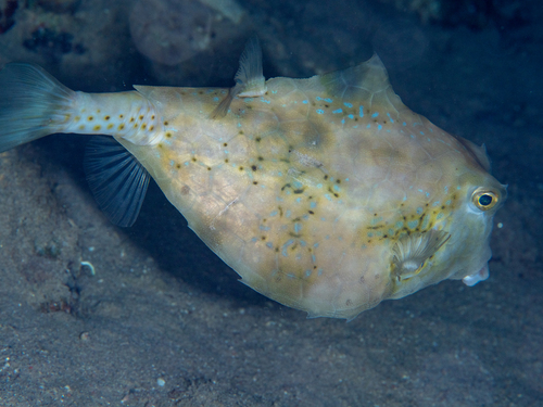 Tetrosomus gibbosus observed 2026-09-29