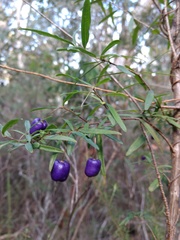 Billardiera macrantha