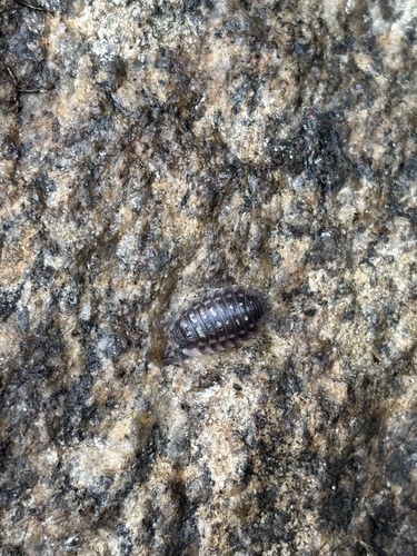 Common Shiny Woodlouse