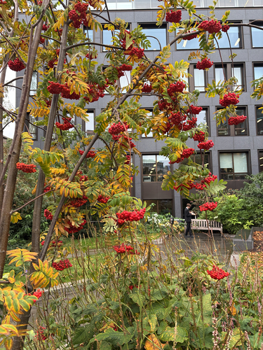 European mountain ash