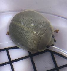 Paropsisterna crocata