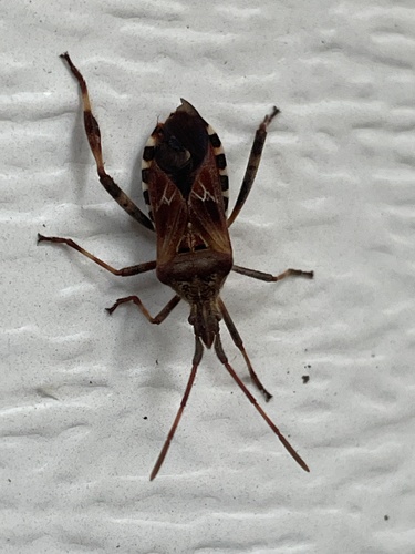 Western Conifer Seed Bug
