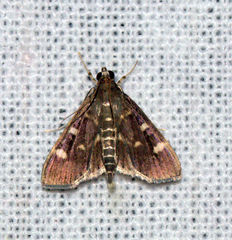 Herpetogramma luctuosalis