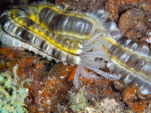 Euapta godeffroyi observed 2026-09-29
