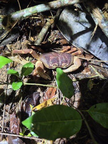Gecarcoidea humei observed 2026-10-03