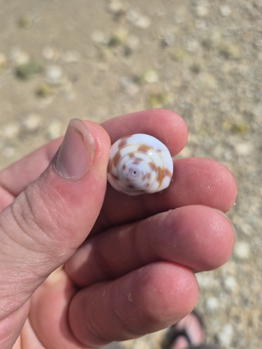 Conus rattus observed 2026-10-04