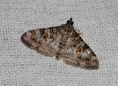 Dysallacta negatalis