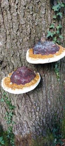 Red-banded Polypore