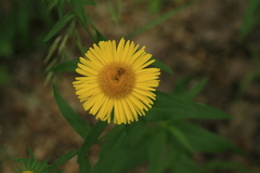 Pentanema britannica