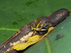 Nisitrus