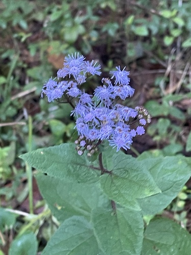 blue mistflower