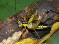 Nisitrus