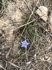 Gentiana loureiroi