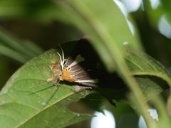 Asota