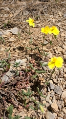 Helianthemum oelandicum orientale