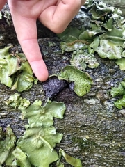 Lasallia pensylvanica