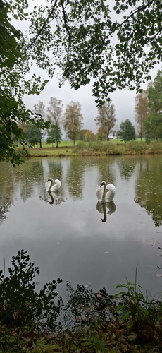 Mute Swan