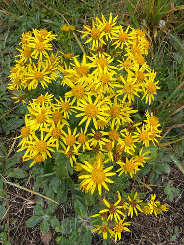 ragwort