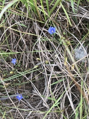 Gentiana loureiroi