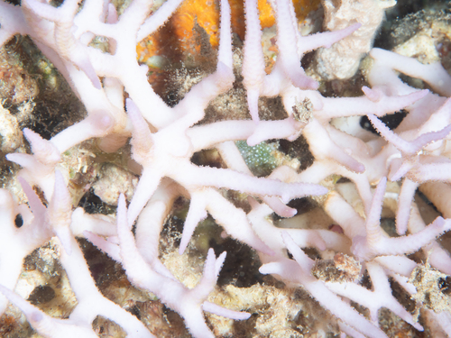 Seriatopora hystrix observed 2026-09-30