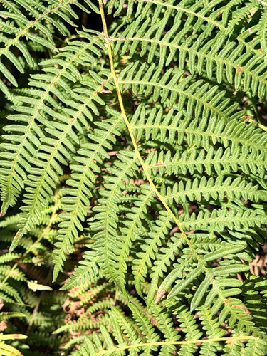 common bracken