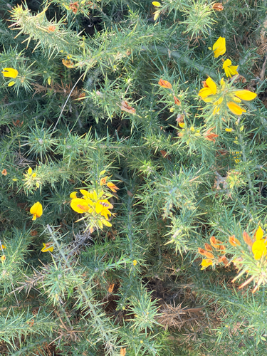 Dwarf Gorse