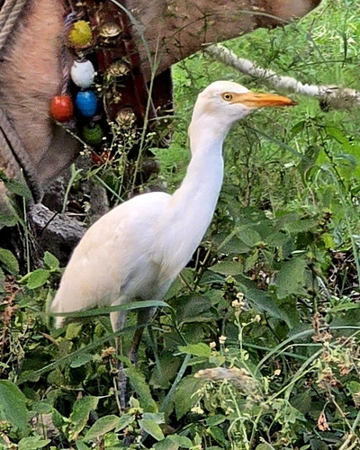 Eastern Cattle-Egret