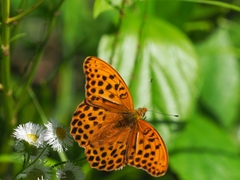 Argynnis anadyomene