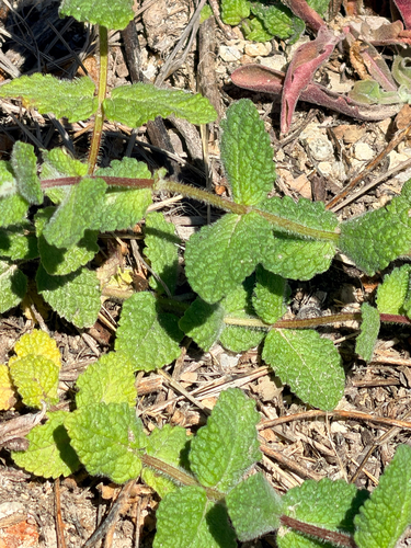 Apple Mint