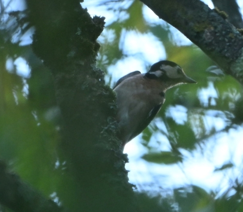 Great Spotted Woodpecker
