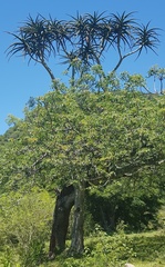 Aloidendron barberae