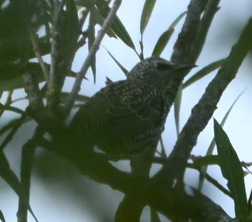 European Starling