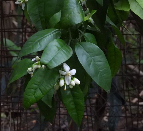 Citrus aurantium observed 2026-10-10