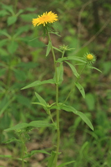 Pentanema britannica